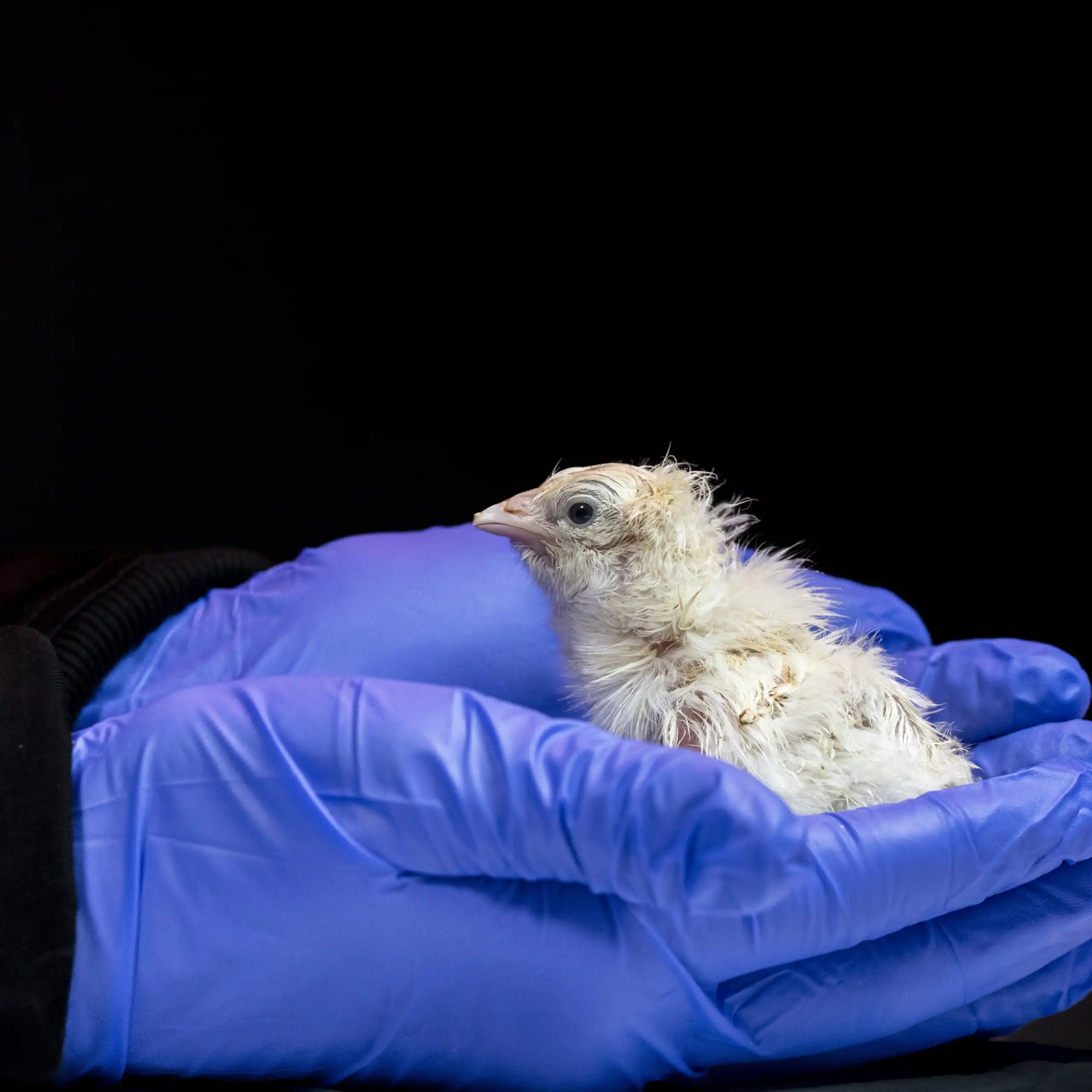 A newly hatched chicken cupped in hands wearing blue gloves