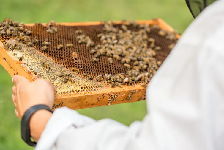 A beekeeper holds a tray of bees from a hive.