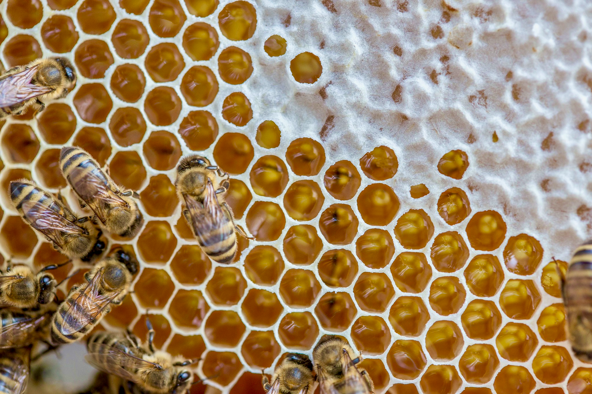 Shutting down federal bee labs threatens bees, beekeepers and the US food system