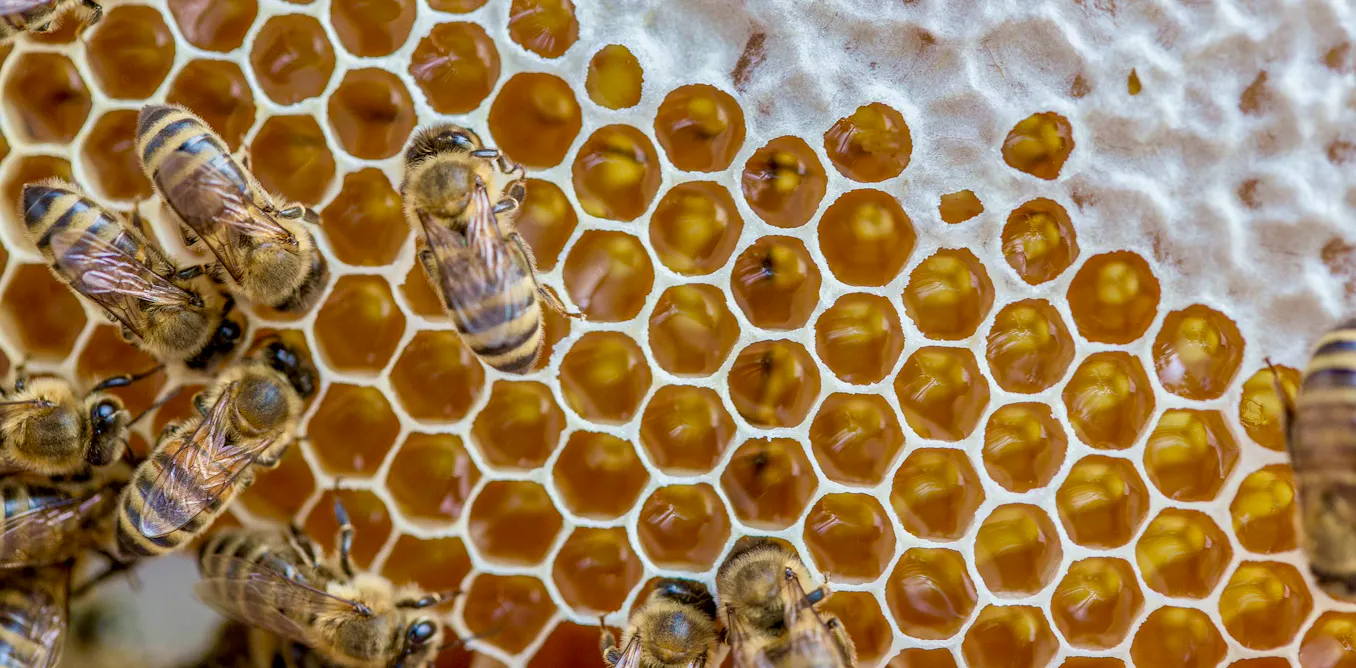 Shutting down federal bee labs threatens bees, beekeepers and the US food system