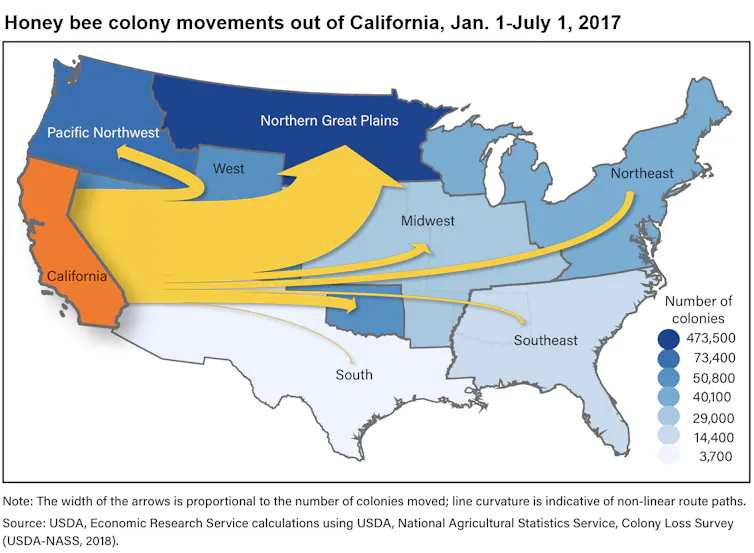 A map shows bees moving to all across the U.S. but most to the Great Plains states