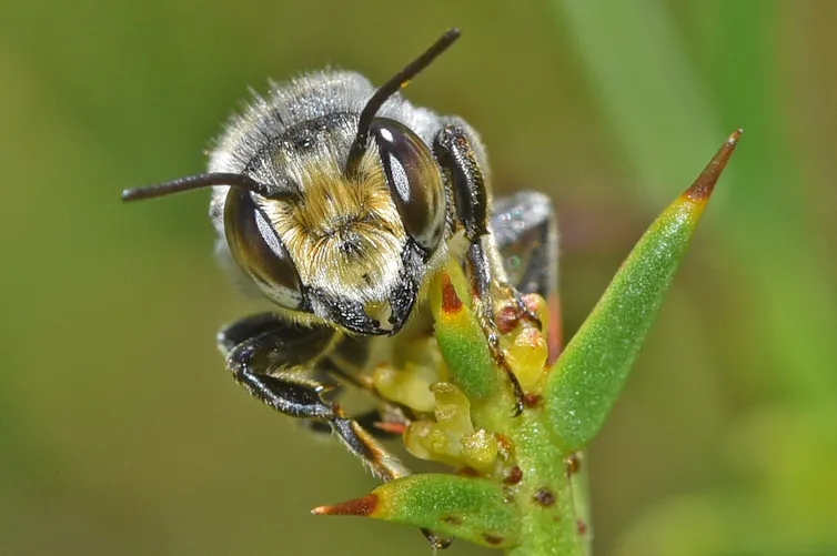 A bee sits on a stem, staring at the camera.