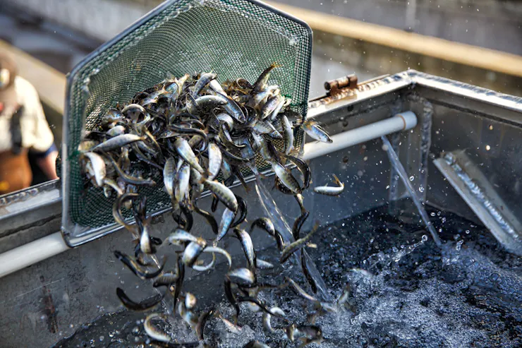 Small fish jump from a net.