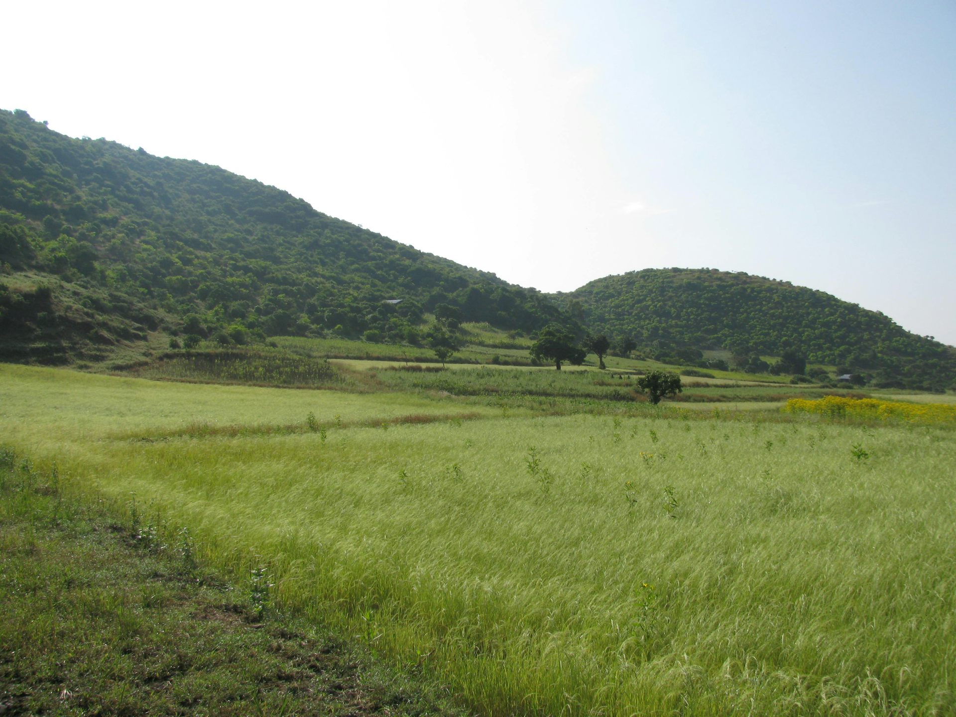 A grassy plain next to a hill with lots of bushes and trees