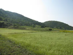 A grassy plain next to a hill with lots of bushes and trees