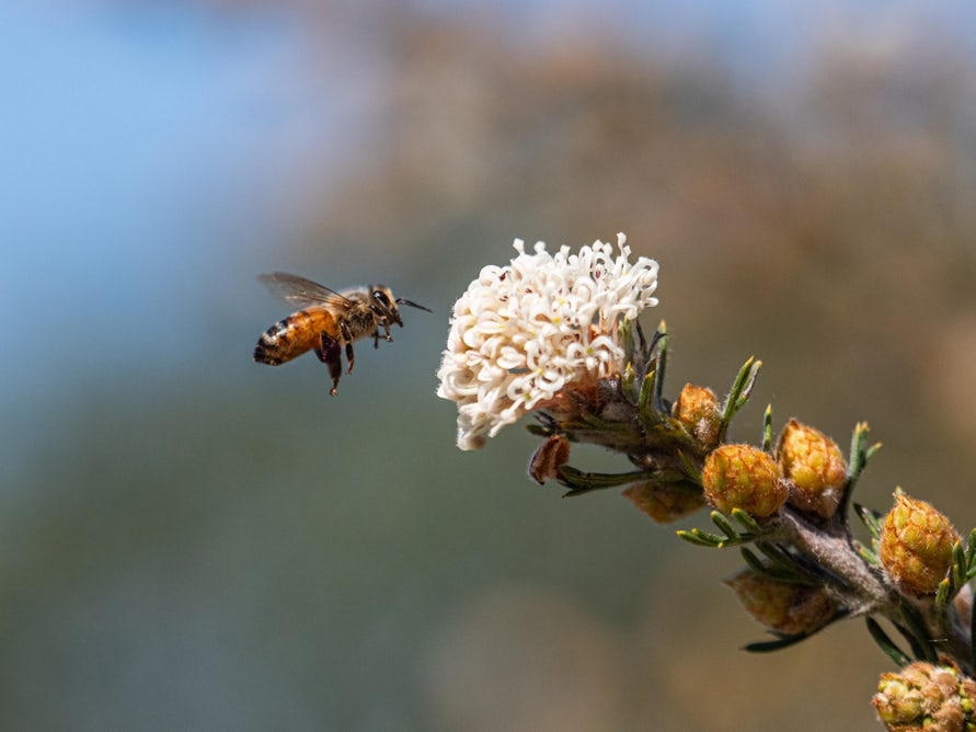 theconversation.com - HaDi MaBouDi - What AI taxis and robots can learn from bees