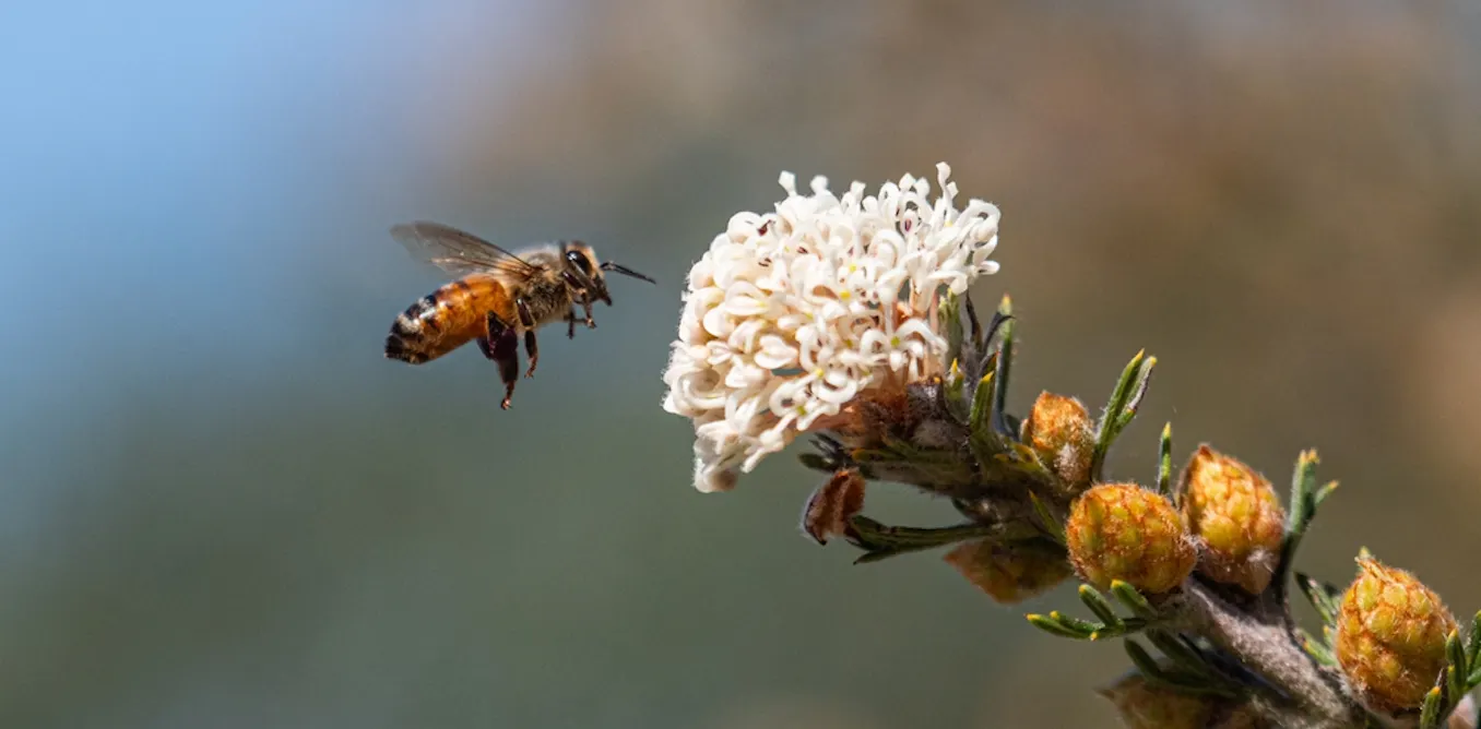 Lessons for AI Taxis and Robots from Bees Lessons for AI Taxis and Robots from Bees