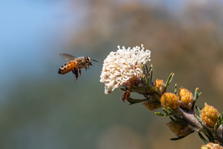 A bumble bee approaching a flower head.
