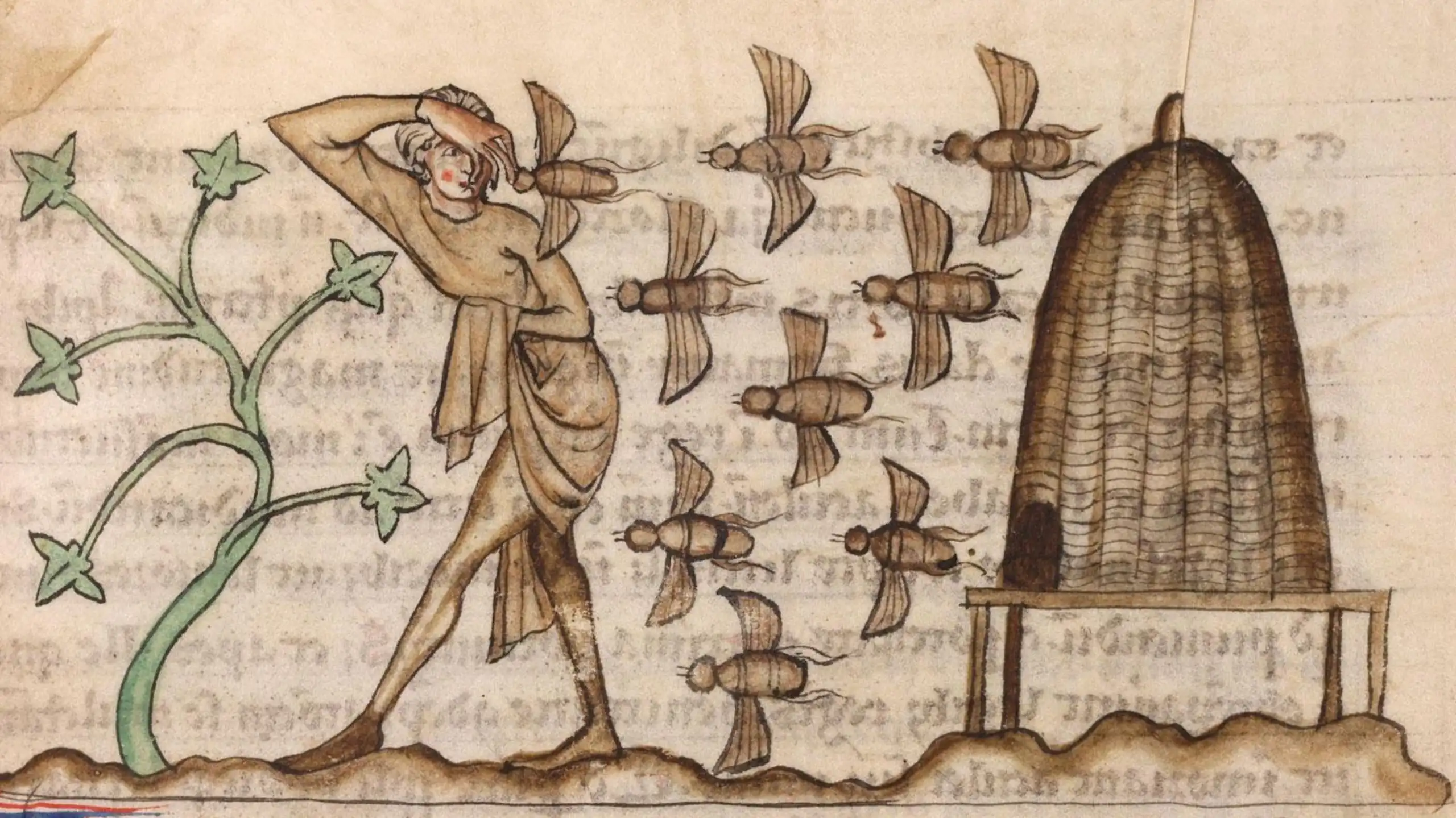 Un dessin médiéval représentant des abeilles attaquant un homme.