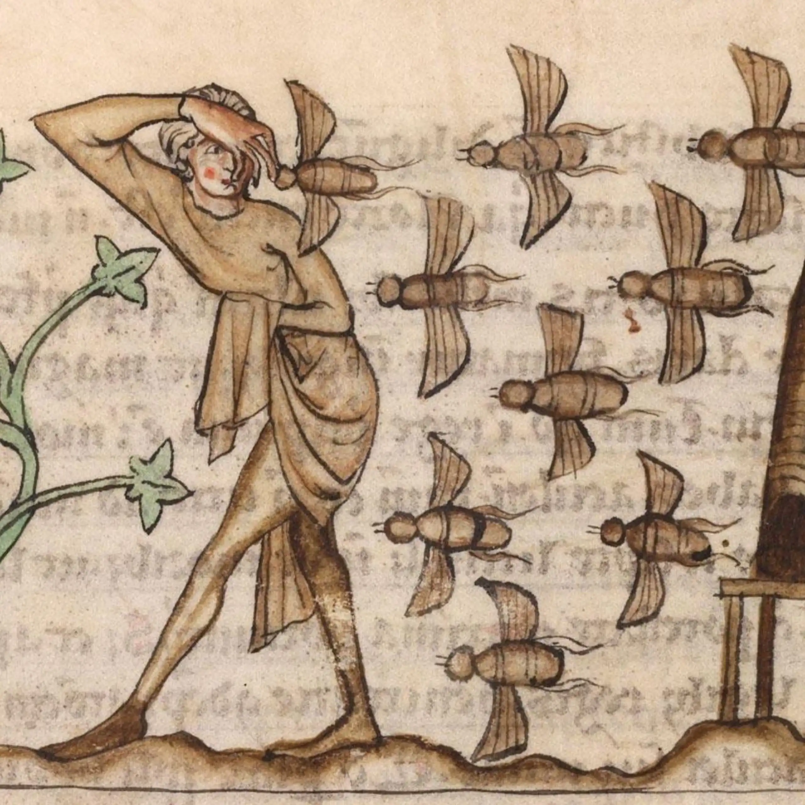 Un dessin médiéval représentant des abeilles attaquant un homme.