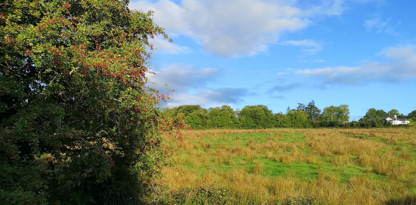 Farmers are key to restoring native woodlands – here’s what’s holding them back Farmers are key to restoring native woodlands – here’s what’s holding them back