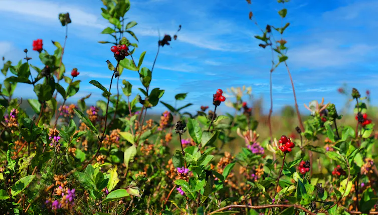 red berries and colourful thriving hedgerow plants
