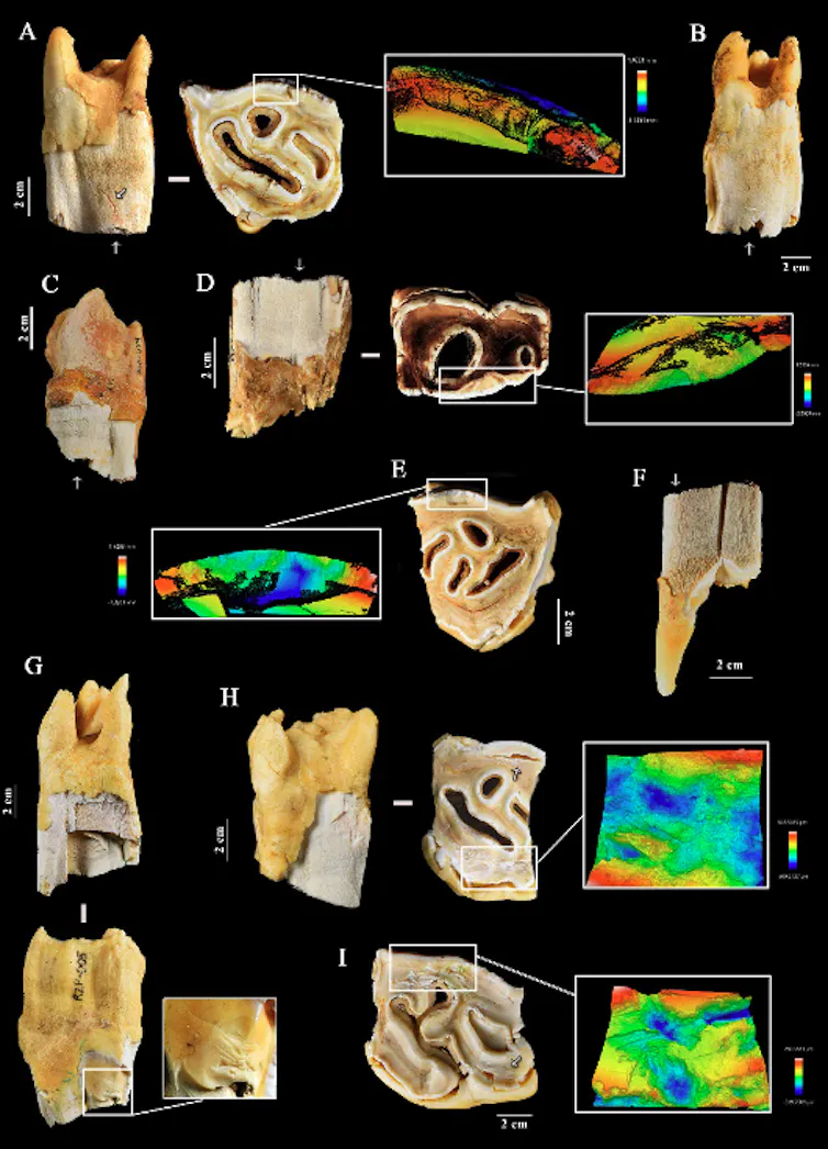 Did Neanderthals use rhinoceros tooth as gear? 2 file 20260520 71 ly7uki.png?ixlib=rb 4.1