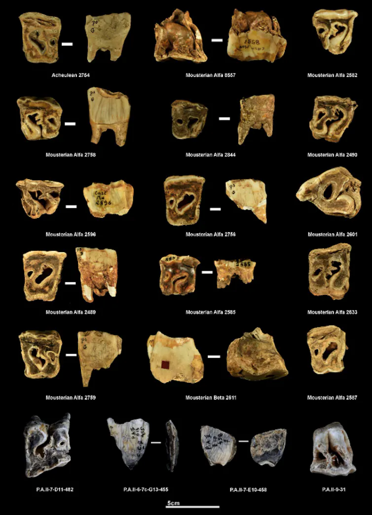 Did Neanderthals use rhinoceros tooth as gear? 4 file 20260520 57 523tsv.png?ixlib=rb 4.1