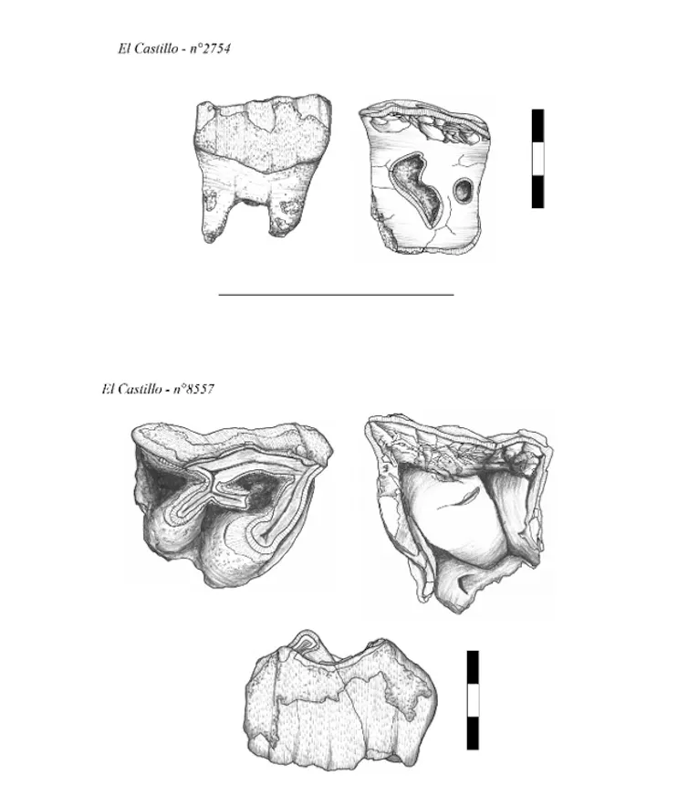 Did Neanderthals use rhinoceros tooth as gear? 5 file 20260520 57 75s7uk.png?ixlib=rb 4.1