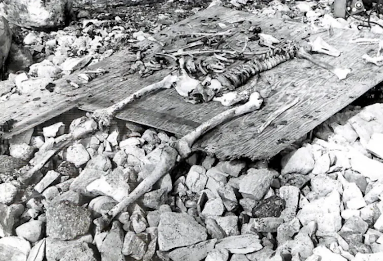 Un nuevo análisis de ADN identifica a más miembros de la desafortunada expedición Franklin 2 Fotografía en blanco y negro de un esqueleto humano.