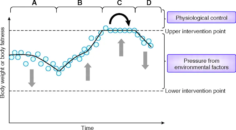 Line graph depicting body weight or body fatness (y axis) over time (x axis)