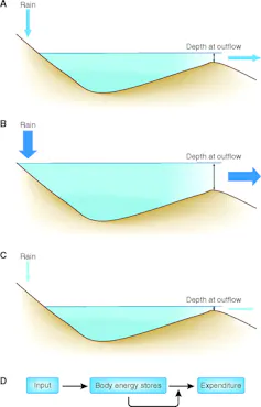 Três diagramas de um lago enchendo com chuva e água fluindo para fora em volumes variáveis, seguidos por um diagrama que ilustra como a entrada de energia influencia os estoques de energia do corpo, que são mutuamente influenciados pelo gasto energético