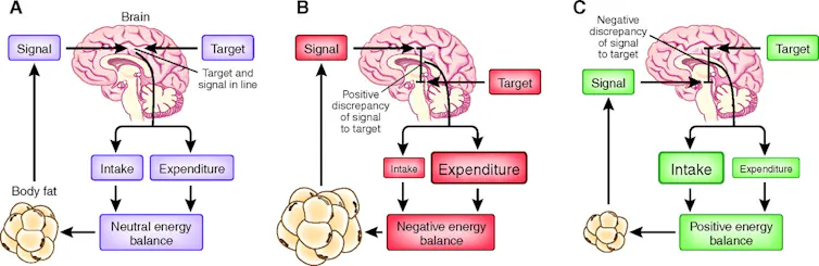 Three diagrams depicting how body fat levels send signals to the brain to either increase or decrease energy intake and expenditure, which in turn shapes energy balance