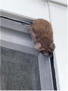 A small brown fur ball with tiny ears sticks to the top of a window screen, on the outside.