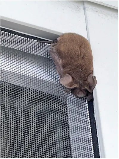 A small brown fur ball with tiny ears sticks to the top of a window screen, on the outside.