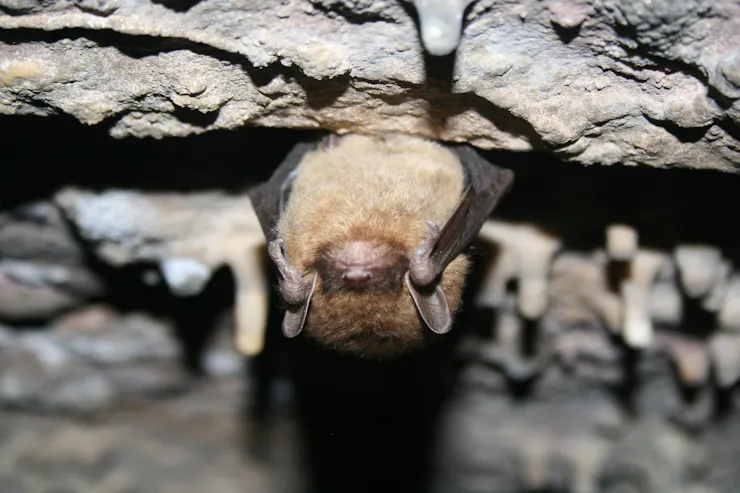 A little bat with tiny ears hanging out in a cave