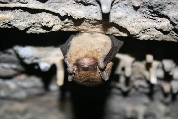 A little bat with tiny ears hanging out in a cave