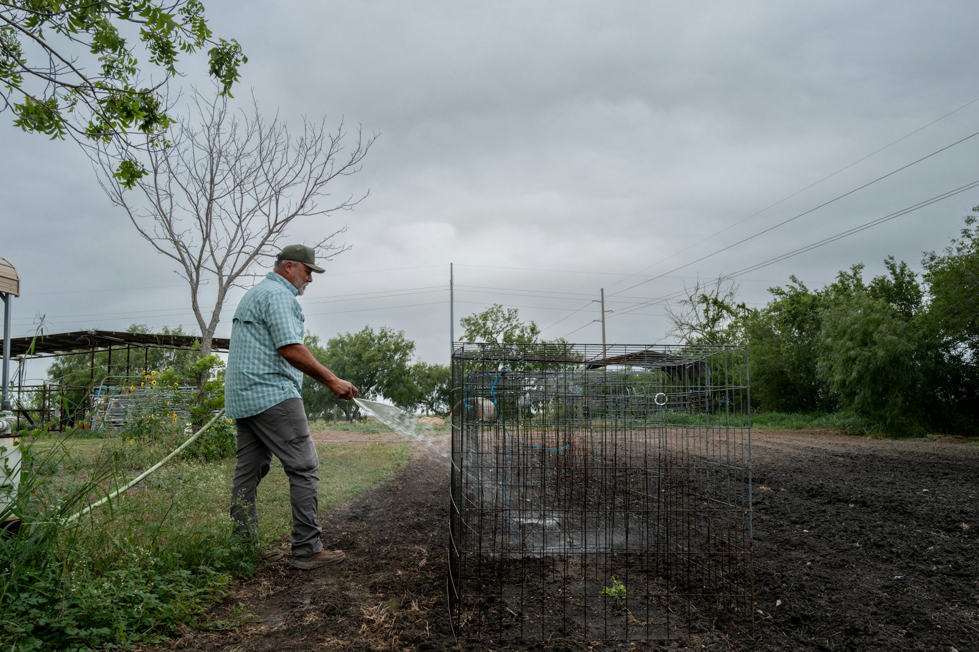 Un hombre rocía plantas con una manguera.