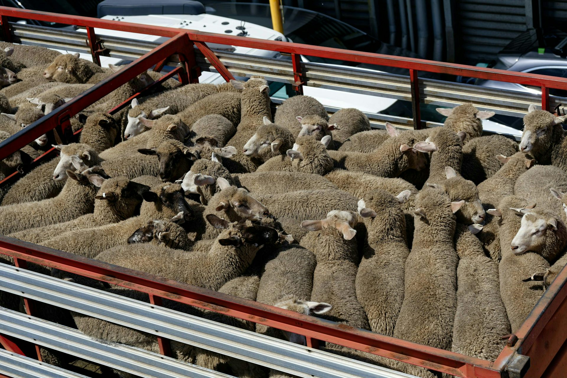 Thousands of sheep and cows die in trucks and saleyards every year. They need better protection