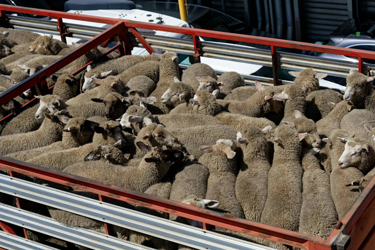 Aerial view of sheep tightly packed in a truck.