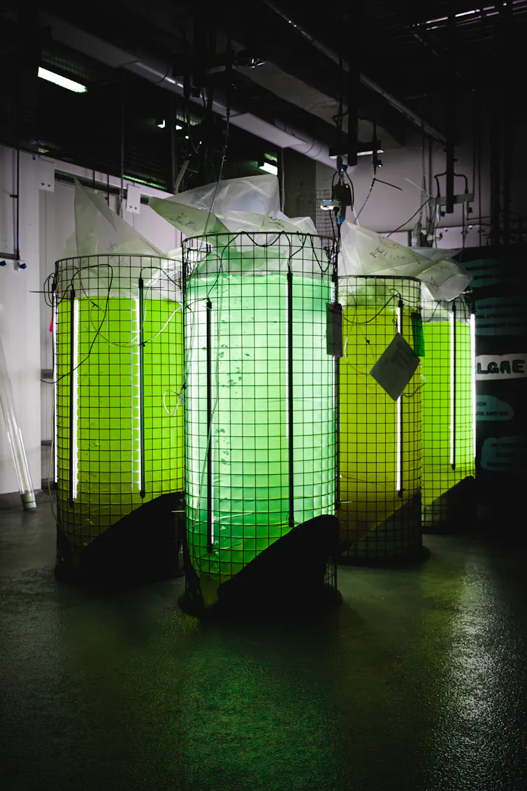 glowing green tanks against dark background, algae growing in large cylinders.