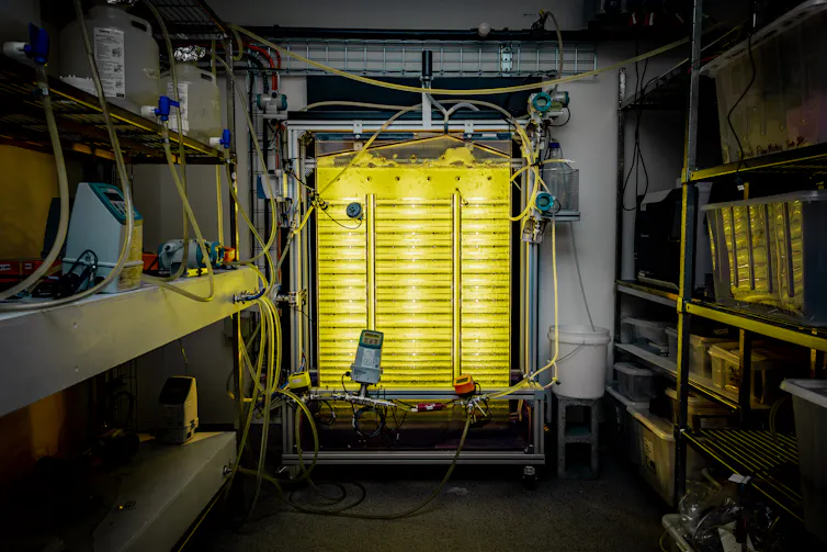 dark laboratory set up with glowing yellow-green algal cylinders in the centre
