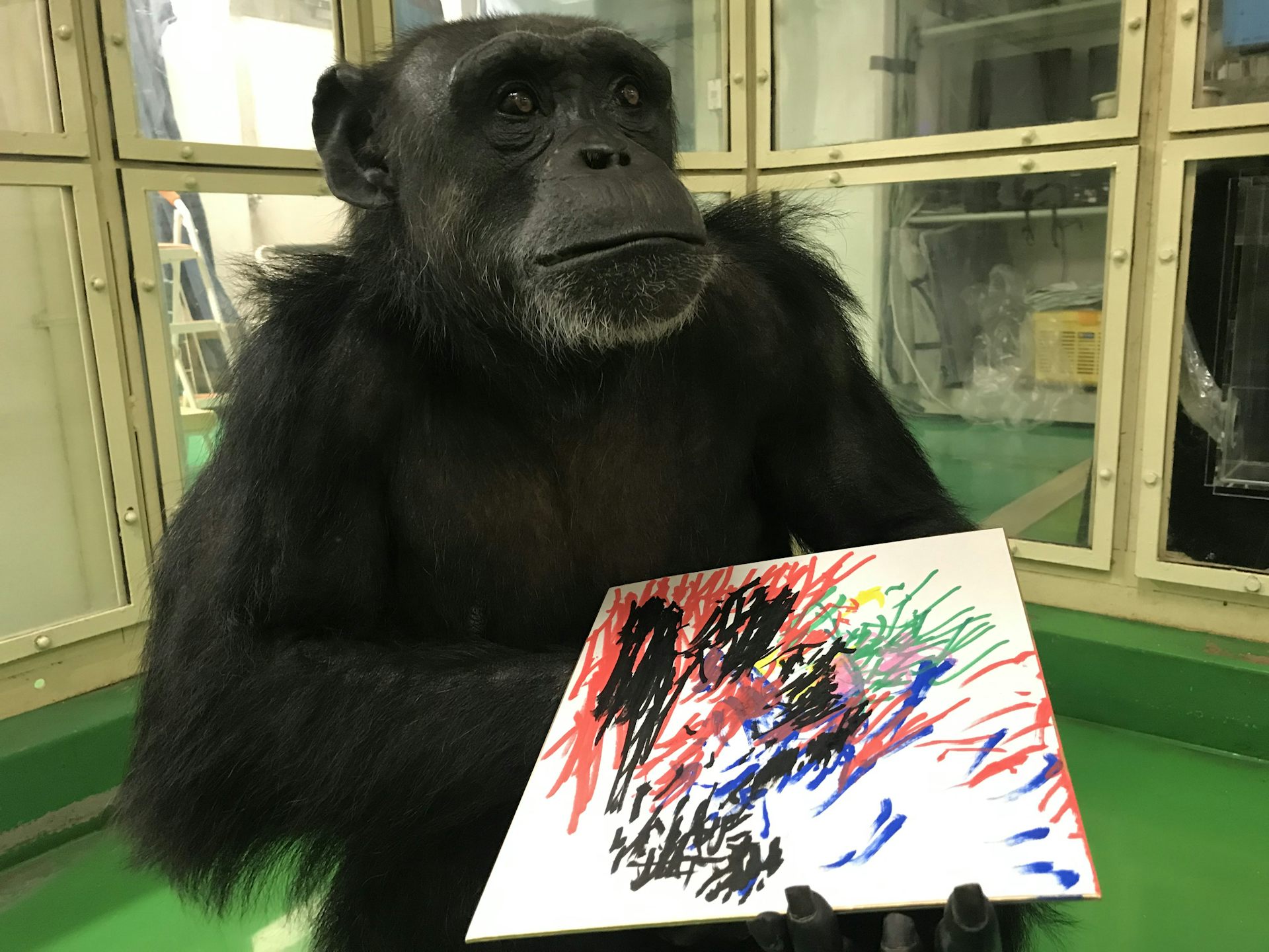 Un chimpanzé femelle tient un dessin dans sa main.