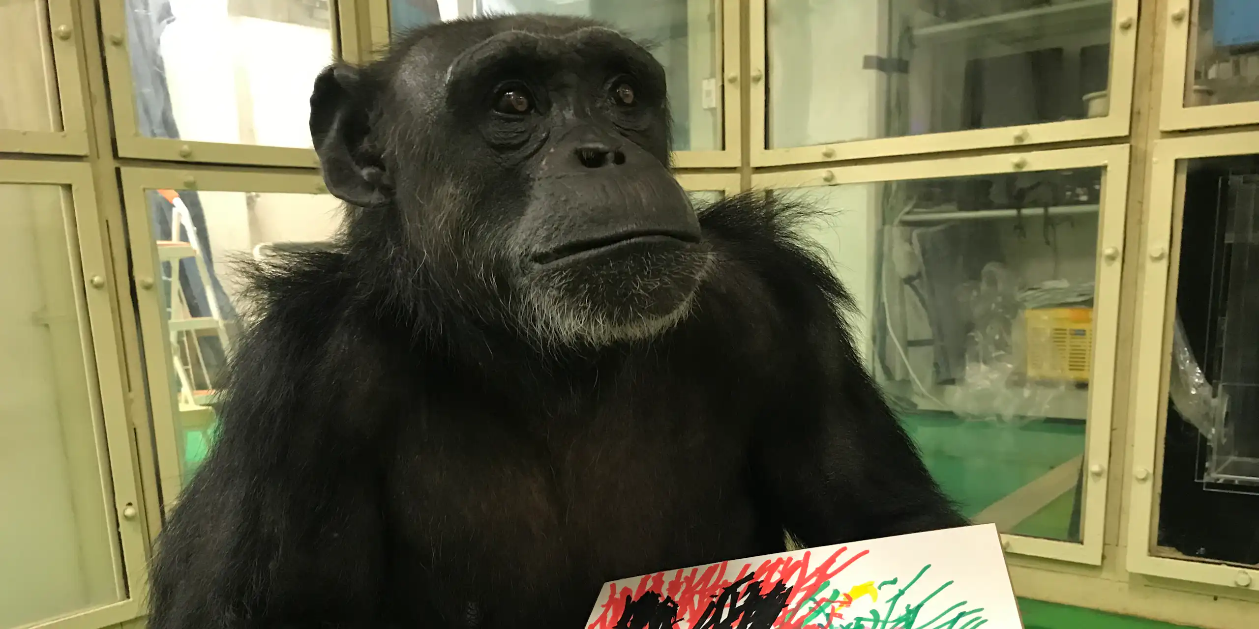 Un chimpanzé femelle tient un dessin dans sa main.