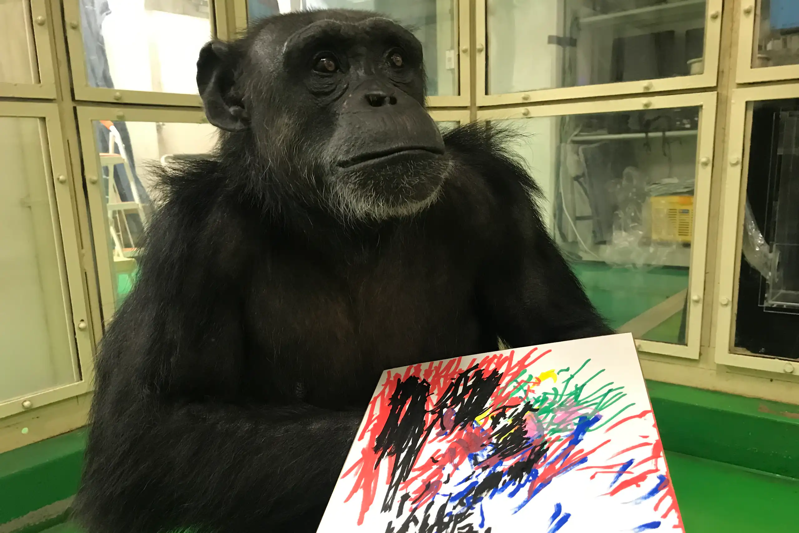 Un chimpanzé femelle tient un dessin dans sa main.