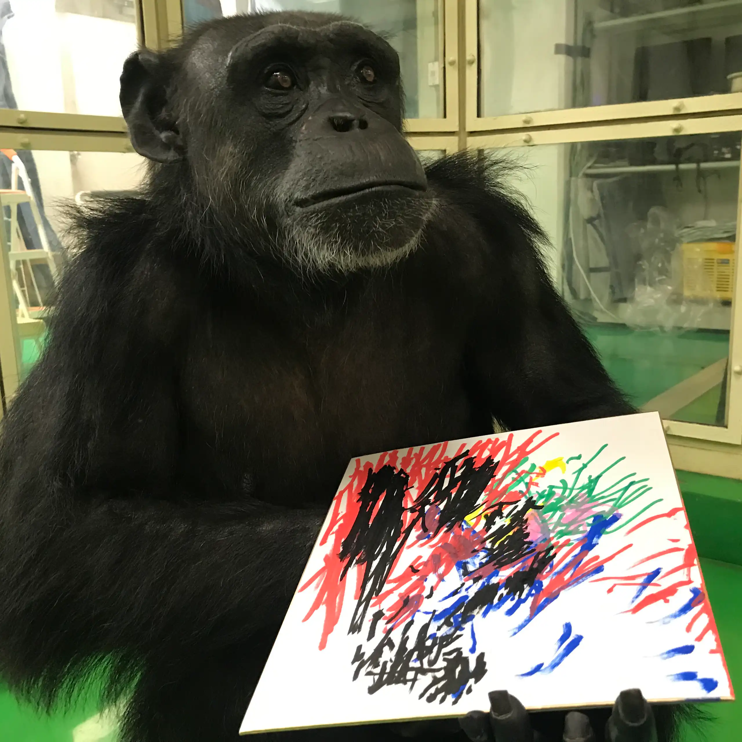 Un chimpanzé femelle tient un dessin dans sa main.