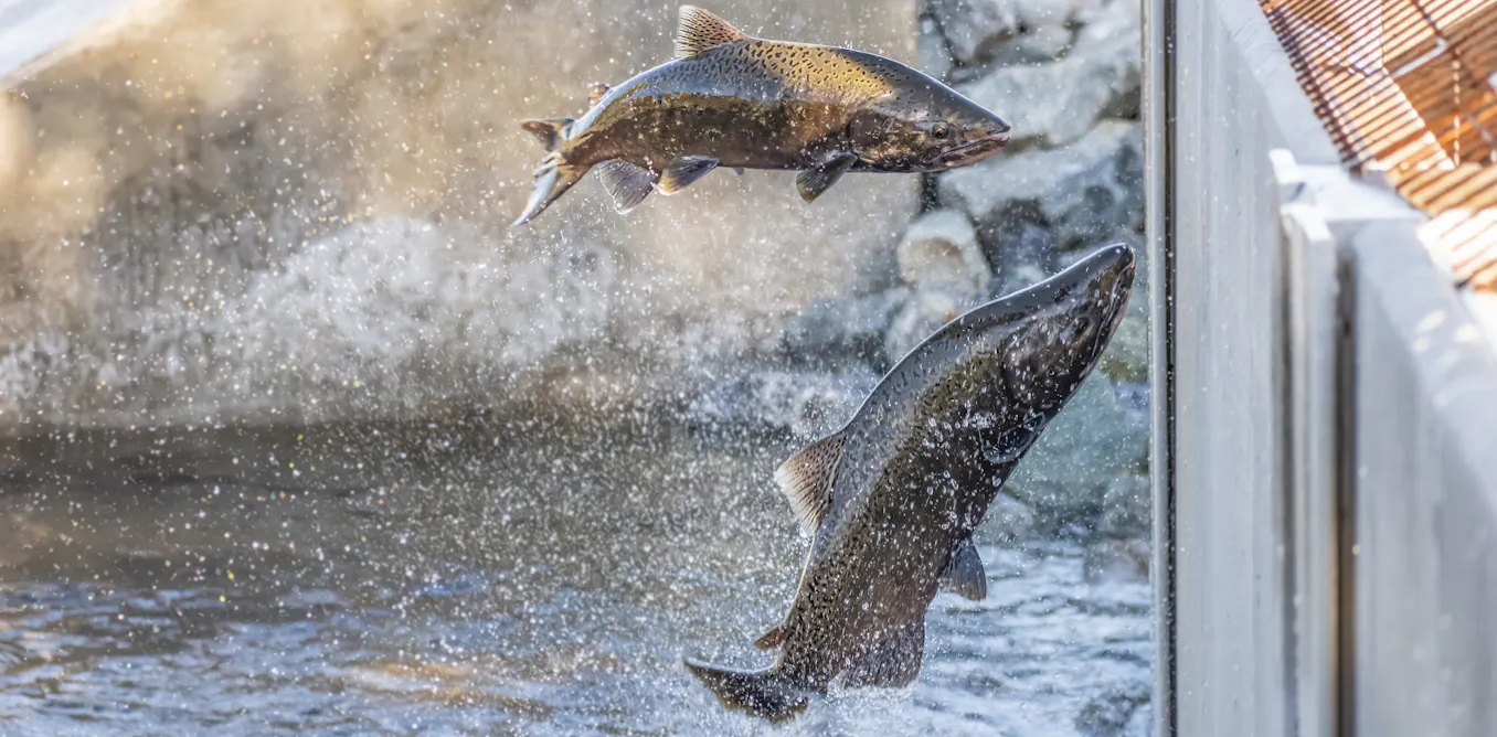 California’s salmon fishery is reopening after a population crash led to a 3-year closure, but that doesn’t mean all is well California’s salmon fishery is reopening after a population crash led to a 3-year closure, but that doesn’t mean all is well