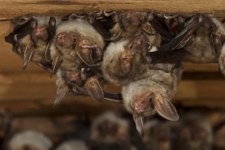 Mother bats and baby bats, known as pups, cling to a wood ceiling.