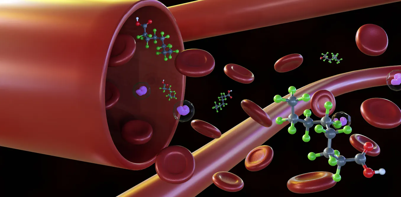 PFAS leave fingerprints in your blood – researchers are figuring out how forever chemicals transform in your body to read these clues PFAS leave fingerprints in your blood – researchers are figuring out how forever chemicals transform in your body to read these clues