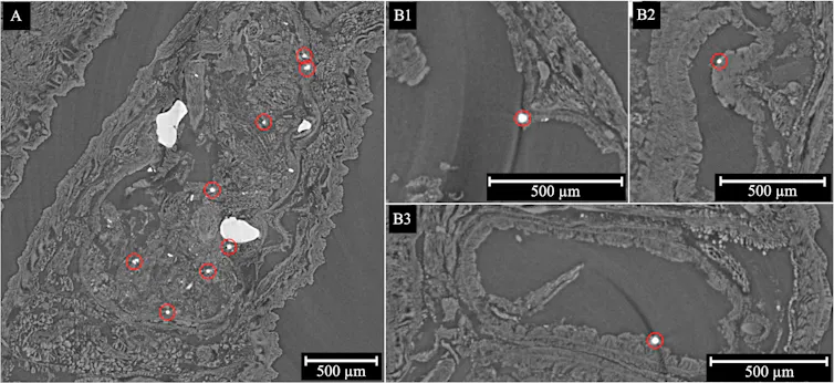 ¿Qué les sucede a los microplásticos cuando se tragan? En las lombrices de tierra, no abandonan el tracto digestivo. 1 file 20260522 71 2nobqu.jpg?ixlib=rb 4.1