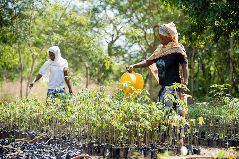 Two women water saplings that are ready for replanting in the national park