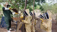 A group of people in bee suits under trees practicing beekeeping