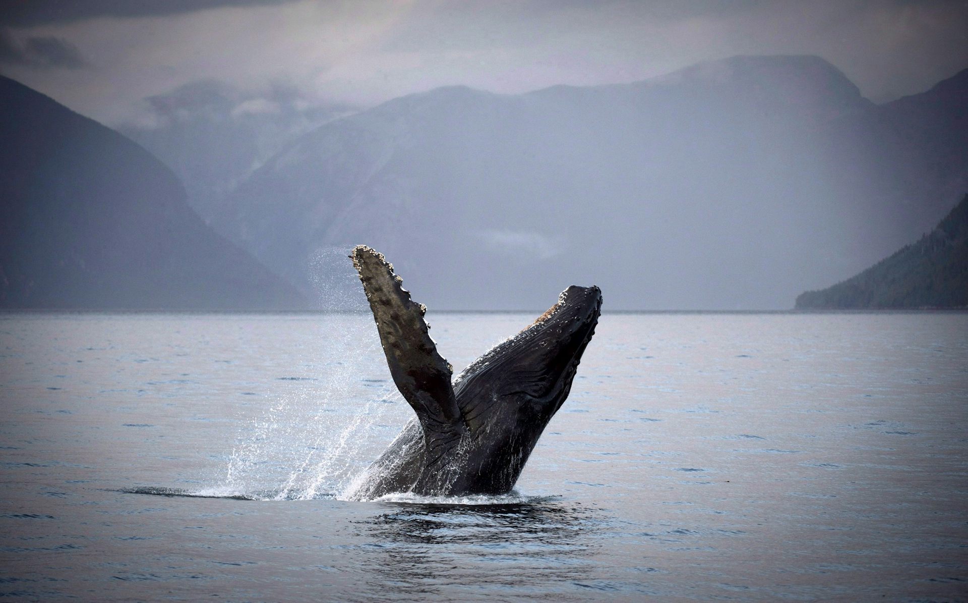 Una ballena jorobada atraviesa el agua