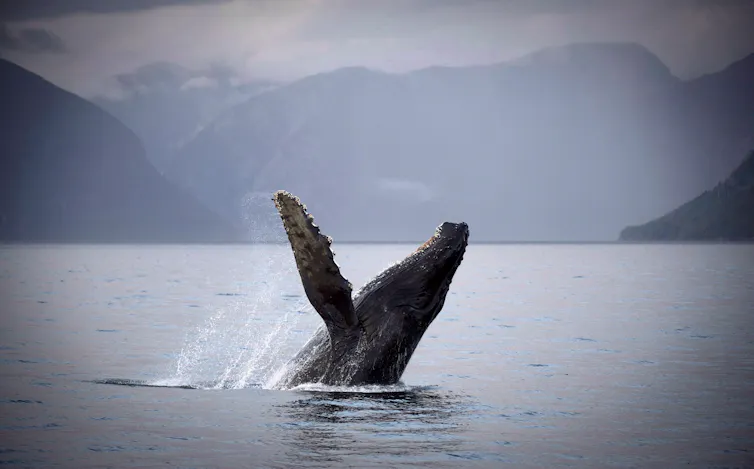 La conservación de los océanos requiere relaciones sólidas, no sólo objetivos 1 Una ballena jorobada atraviesa el agua