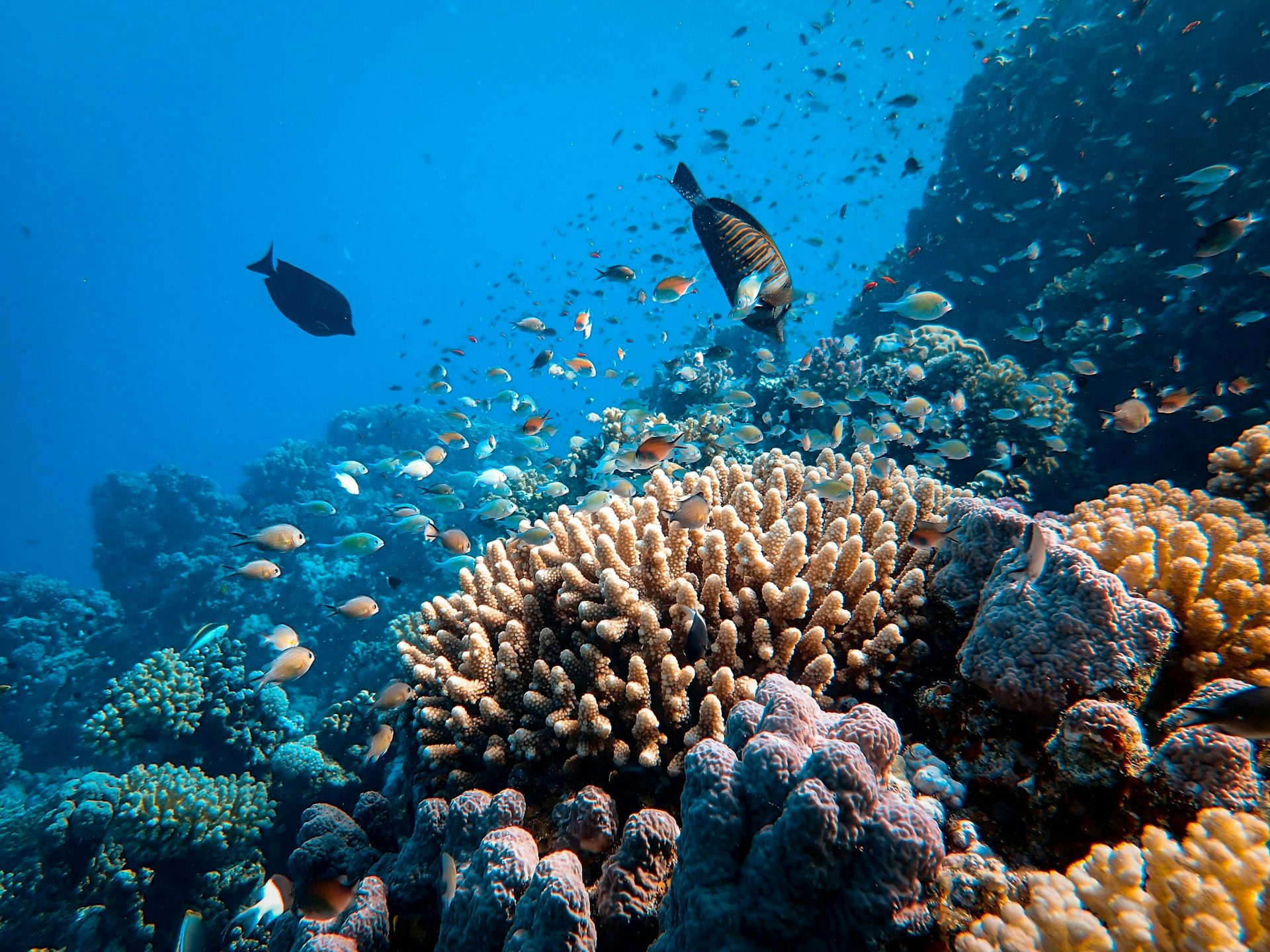 Los peces nadan cerca de los corales en el mar.