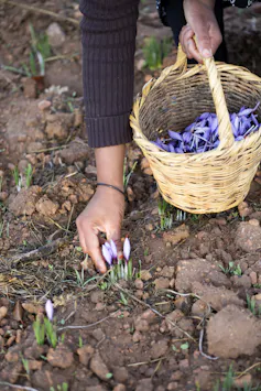 The hand of someone picking saffron flowers and putting them in a basket