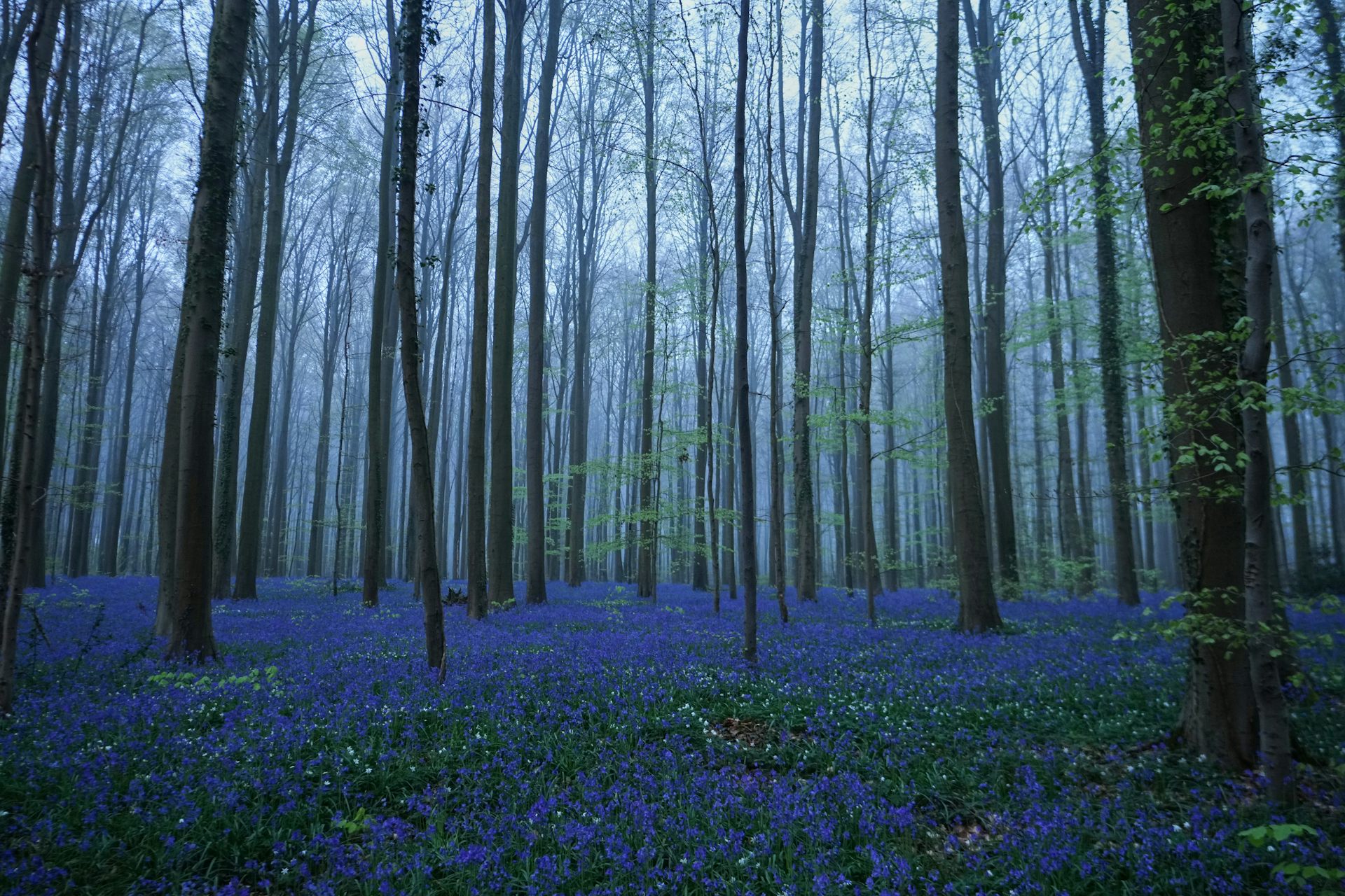 tall trees in a forest, the forest floor is covered with purple flowers
