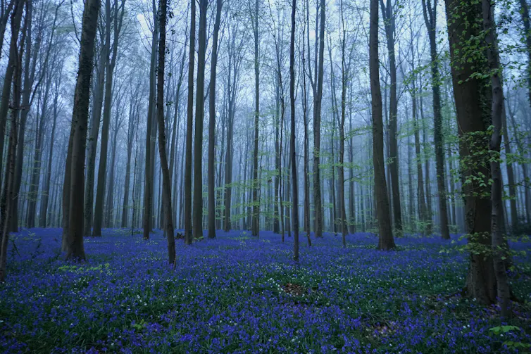tall trees in a forest, the forest floor is covered with purple flowers
