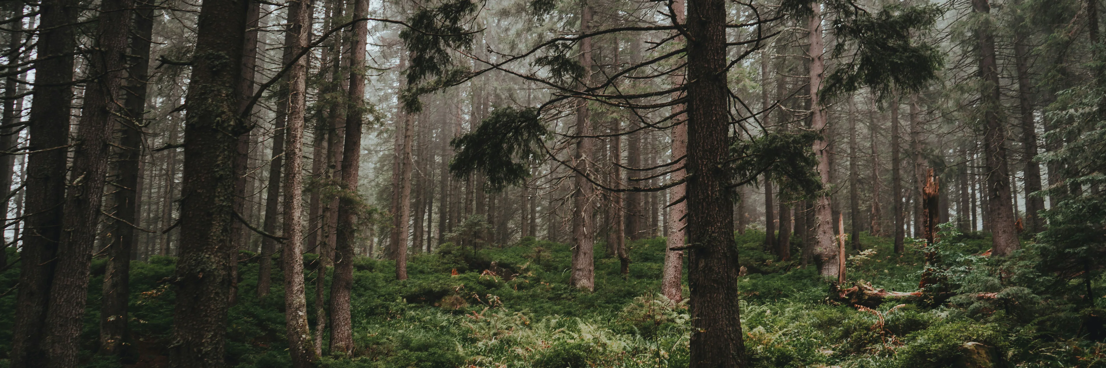 Greater international co-operation is needed to achieve the UN’s global forest goals Greater international co-operation is needed to achieve the UN’s global forest goals