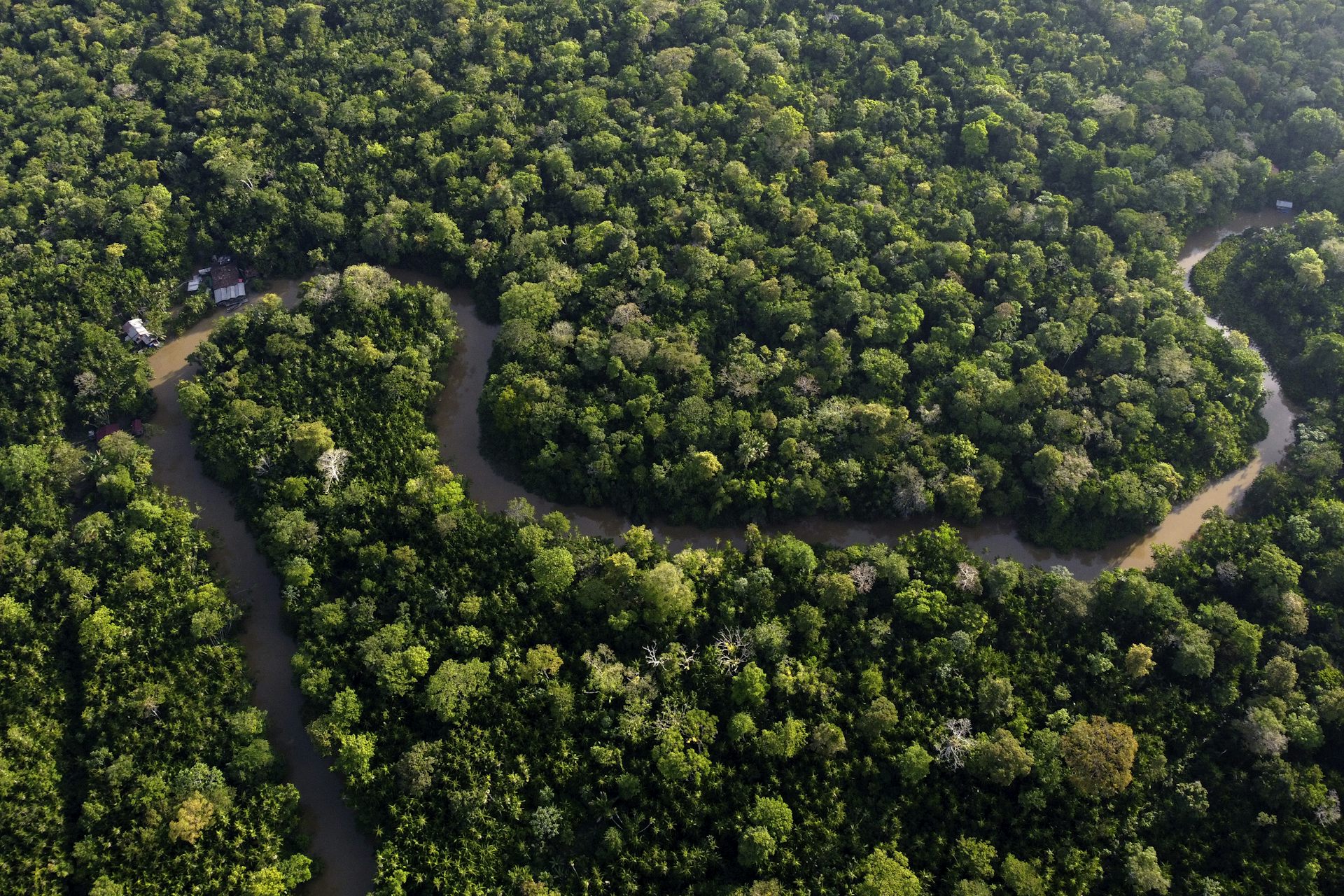 vista aérea de un río que serpentea a través de un área de densa selva tropical